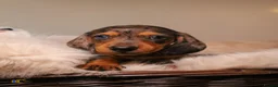 Miniature Dachshund dogs for sale: Beautiful Miniature Dachshunds in London - Advert 8