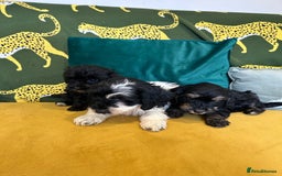 Cockapoo dogs for sale: F1 miniture cocapoos - Image 4
