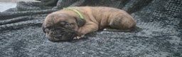 Mixed Breed dogs for sale: Outstanding Mastiff Puppies looking for homes  - Advert 9
