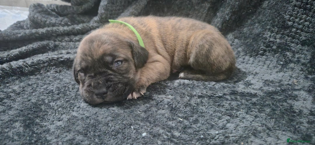 Mixed Breed dogs for sale: Outstanding Mastiff Puppies looking for homes  - Advert 9