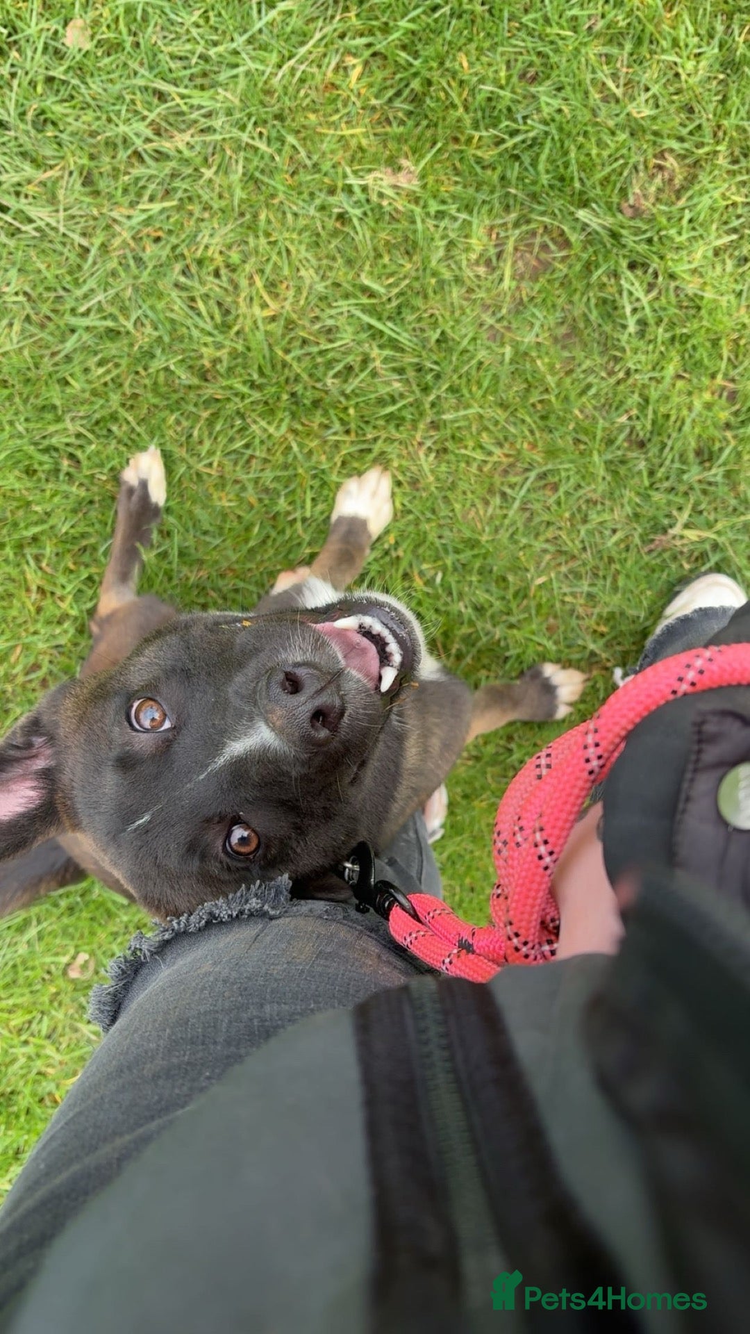 Mixed Breed dogs husky cross belgian mallamore 1year 1month  - Advert 1