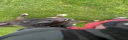 Mixed Breed dogs for sale: husky cross belgian mallamore 1year 1month  in Bristol - Advert 1