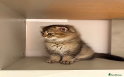 British Longhair cats for sale: British long hair  - Image 6