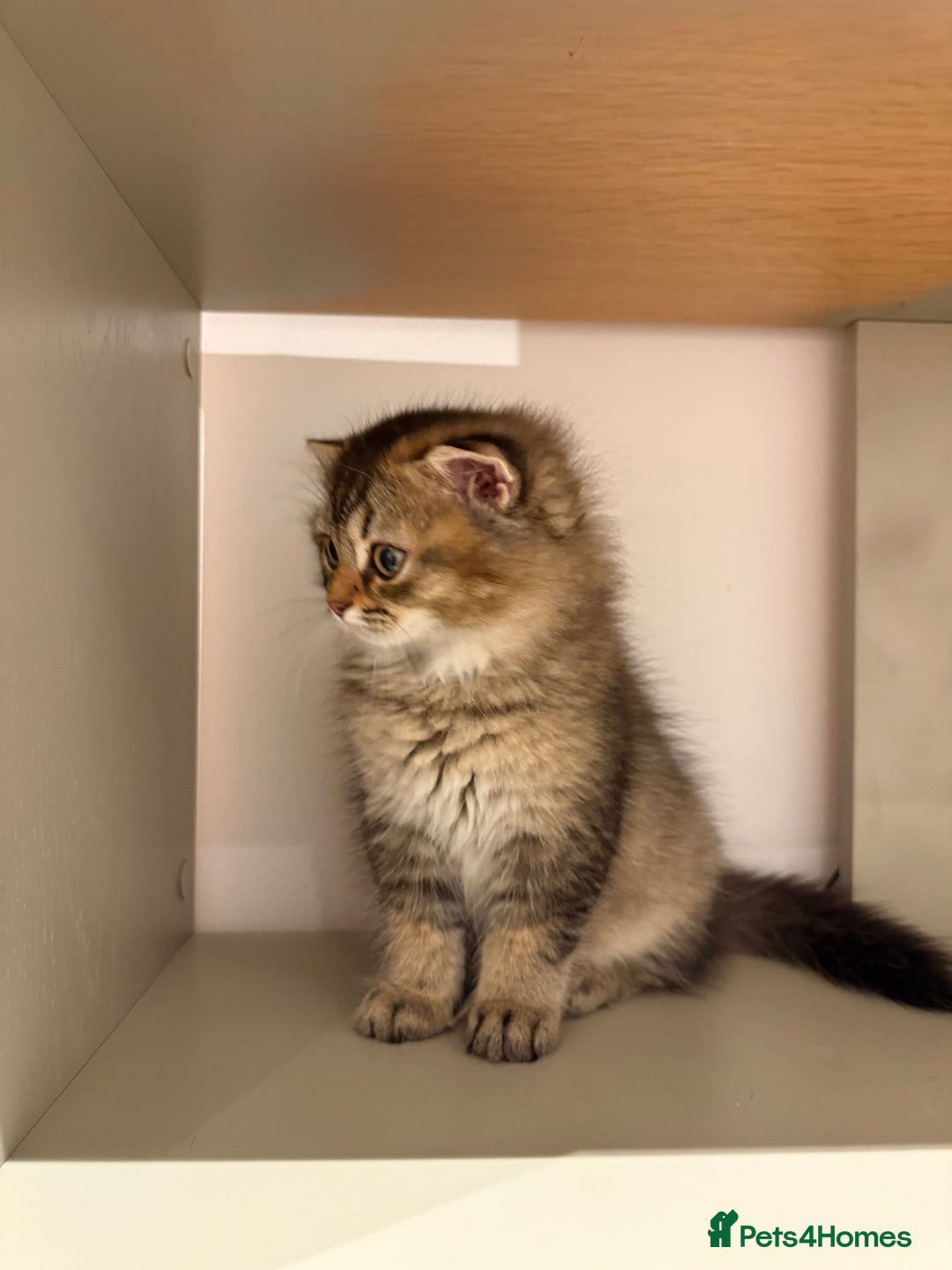 British Longhair cats for sale: British long hair  - Image 6