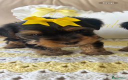 Yorkshire Terrier dogs for sale: Beautiful Yorkshire terrier puppy’s  - Image 17