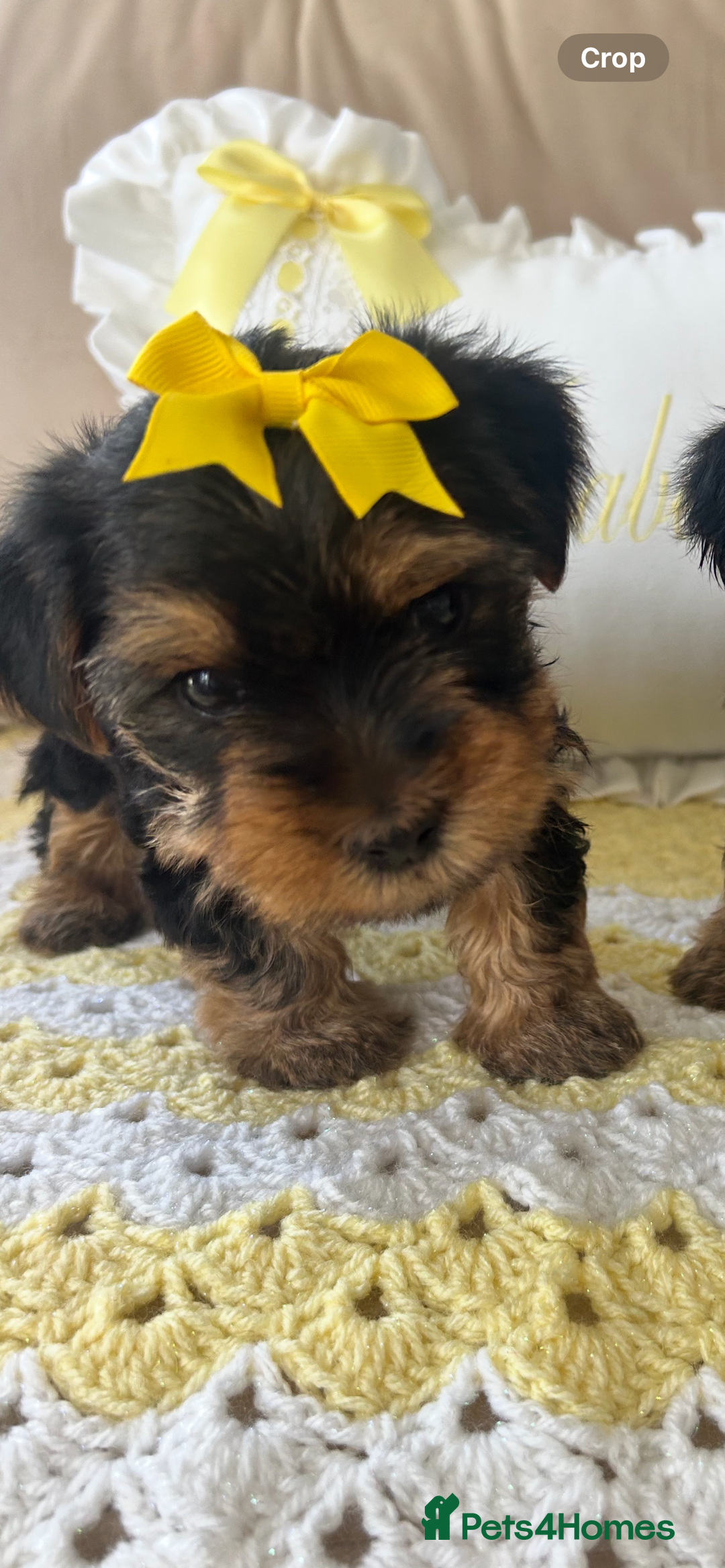 Yorkshire Terrier dogs for sale: Beautiful Yorkshire terrier puppy’s  - Image 17