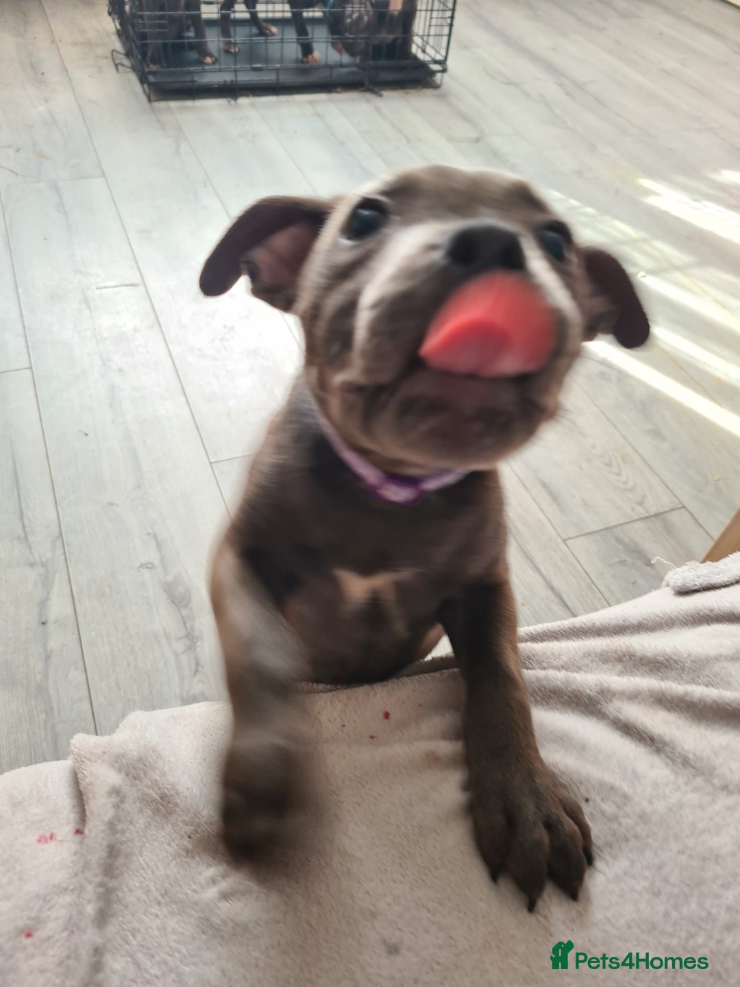 Staffordshire Bull Terrier dogs for sale: Lovely puppy  in Coventry - Image 14