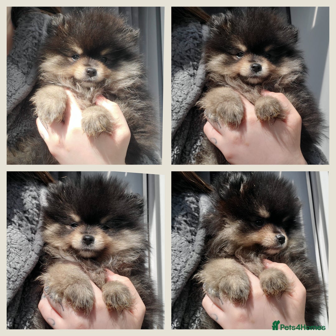 Pomeranian dogs for stud: Kc Pomeranian For Stud Duties - Advert 24