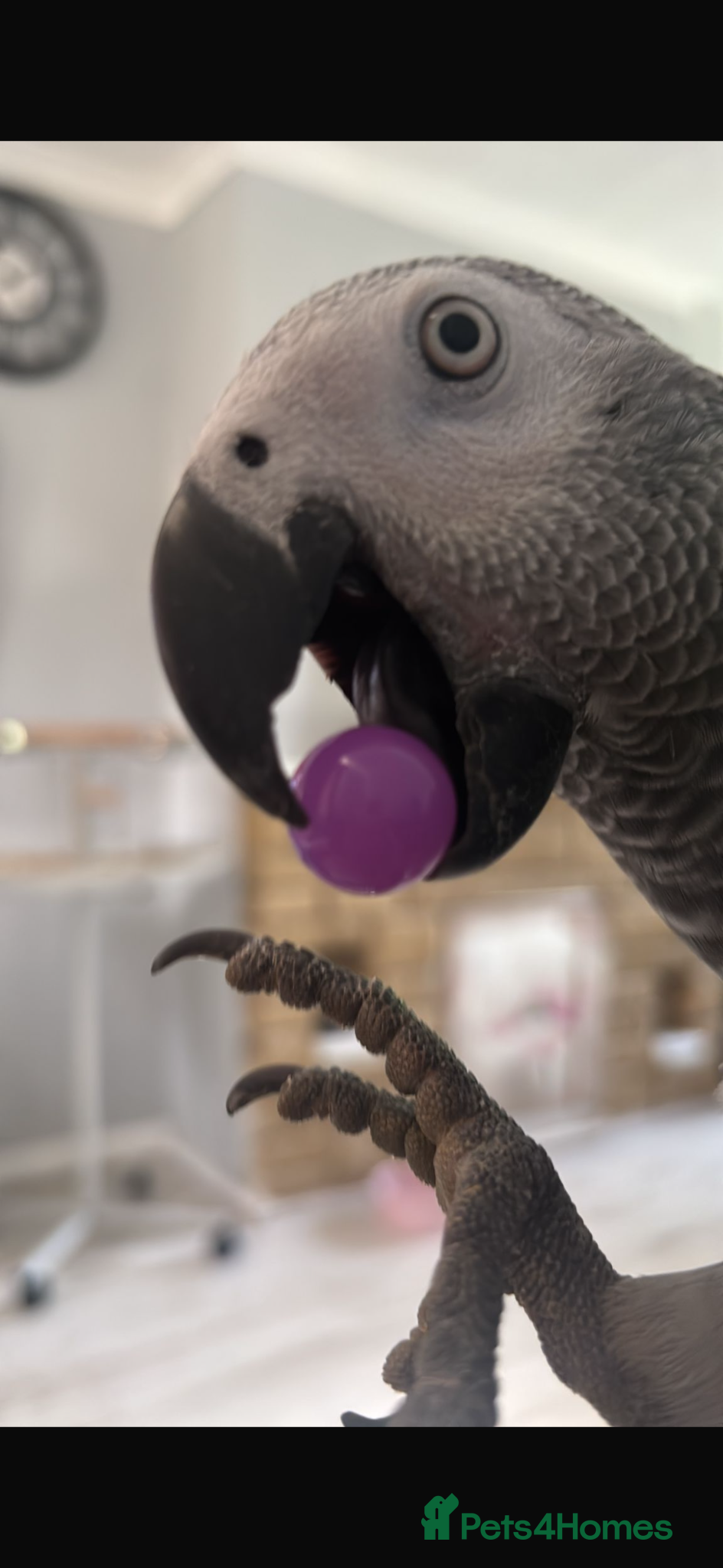 Parrots birds Hand reared 10 month old female African grey - Advert 15