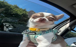 Chihuahua dogs for sale: Tiny Chihuahua Male - Image 3