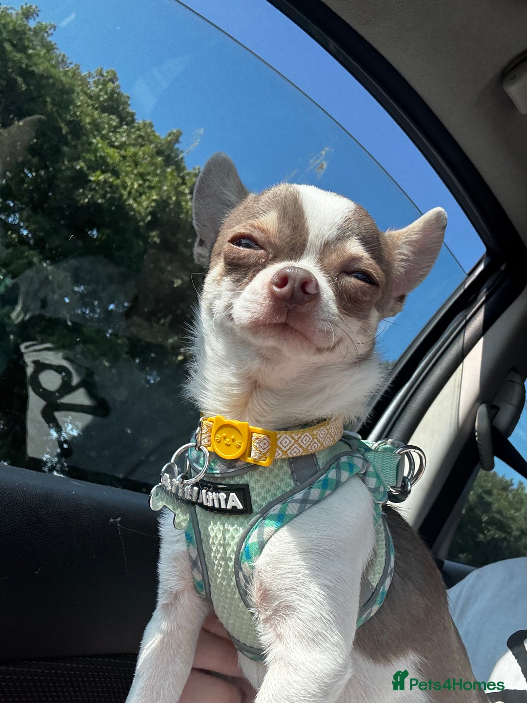 Chihuahua dogs for sale: Tiny Chihuahua Male - Image 3