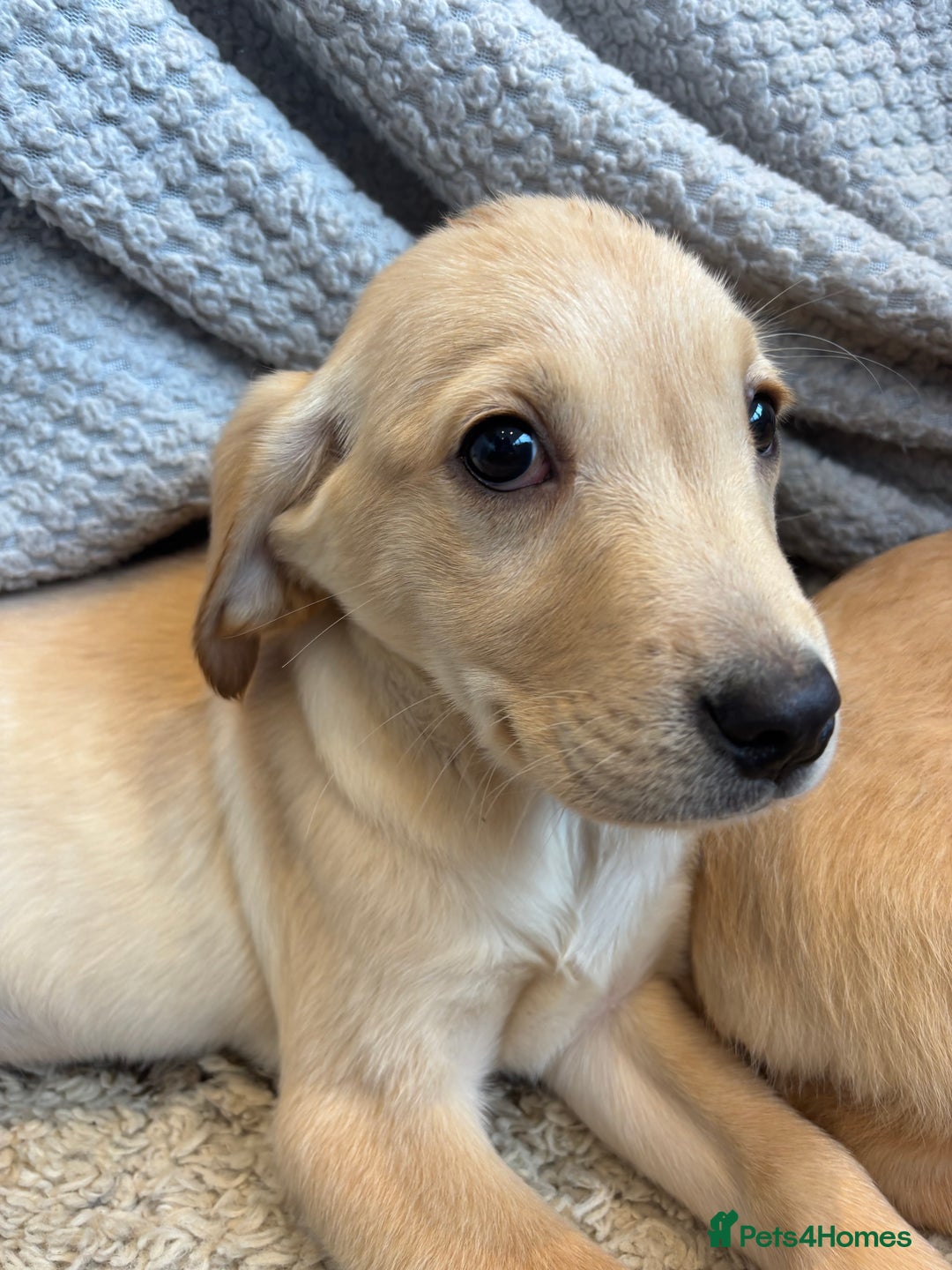 Labrador Retriever dogs for sale: Mixed Litter of Labrador Retriever Puppies - Advert 18