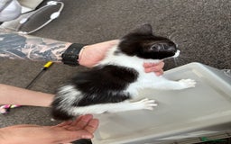 Mixed Breed cats for sale: 5 beautiful kittens looking for their forever home - Image 10