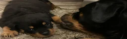 Rottweiler dogs for sale: SPECIALOFFER £1,500 for today ONLY  - Advert 23