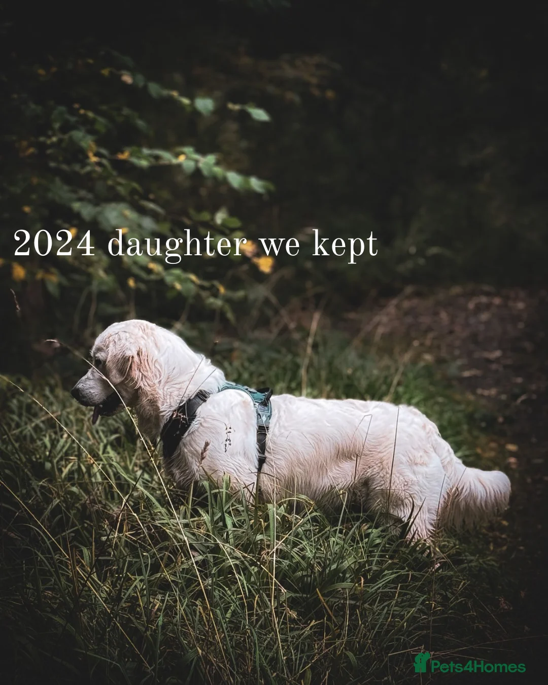 Golden Retriever dogs for sale: KC HEALTH TESTED PUPS *1 boy remaining* - Advert 19