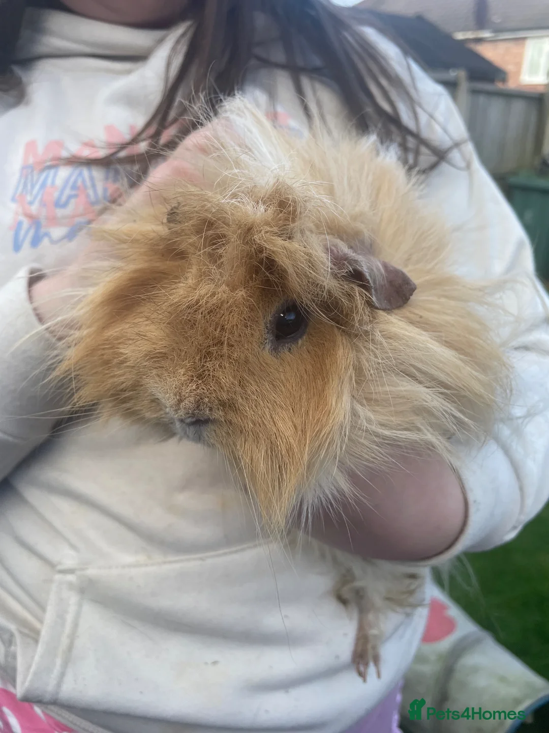 Hamster rodents for sale: Free Hamster and 2 guinea pigs for rehoming free  - Advert 2