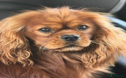 Cavapoo dogs for sale: Solid red dna tested Cavapoo puppies ❤️💙 - Image 6