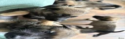 Mixed Breed dogs for sale: Beautiful malanois x german shepherd puppies - Advert 11