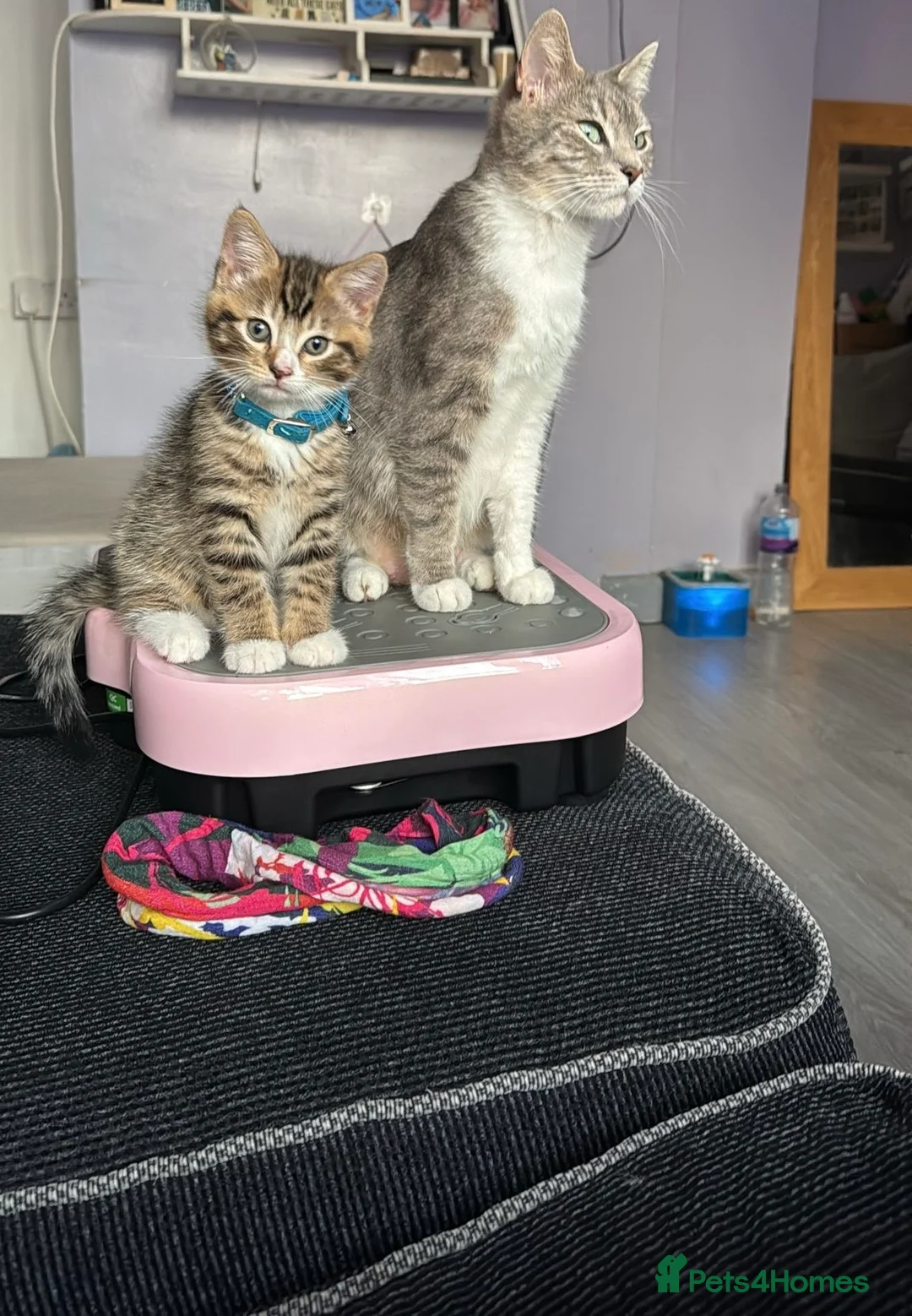 Mixed Breed cats for sale: Lovely 5 month old male kitten  - Advert 6