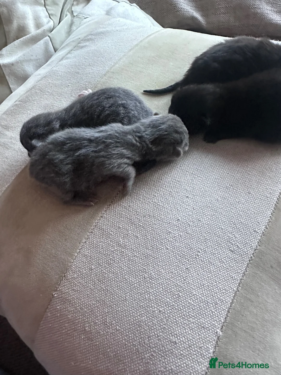 Mixed Breed cats for sale: British short hair cross - Advert 1