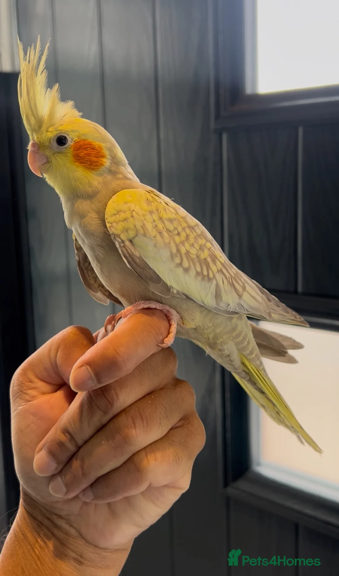 Mixed Breed birds for sale: Tame cocktails and breeding pair clearance  - Advert 2