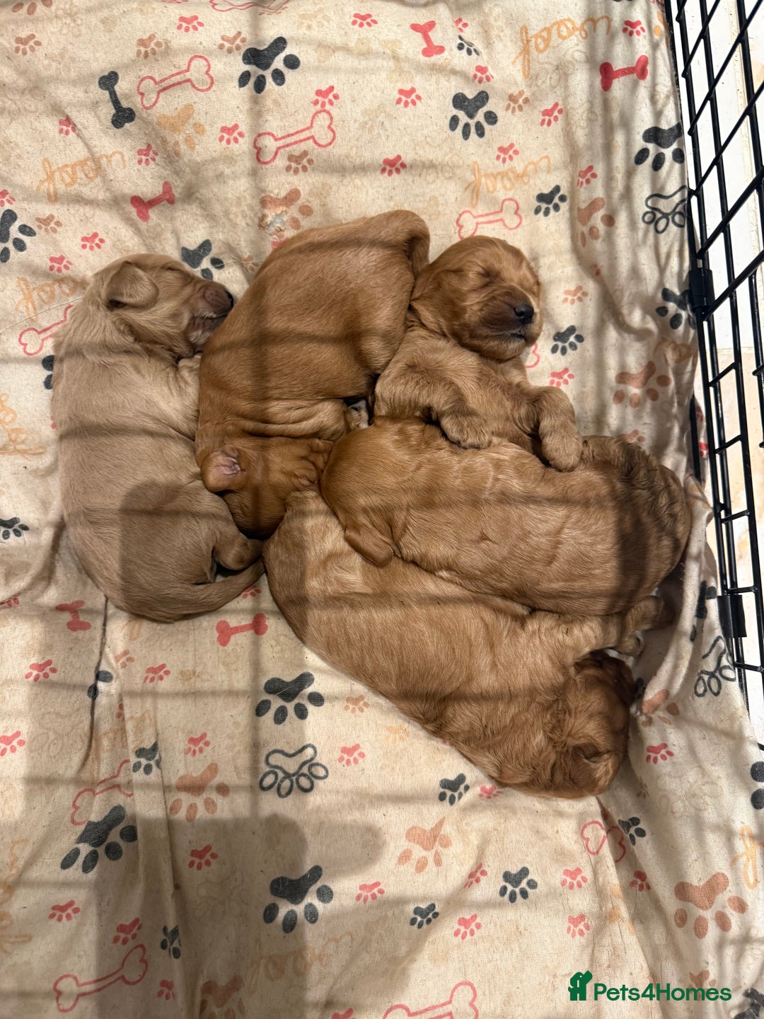 Cockapoo dogs for sale: Beautiful F1 Cockapoo puppies - Advert 3