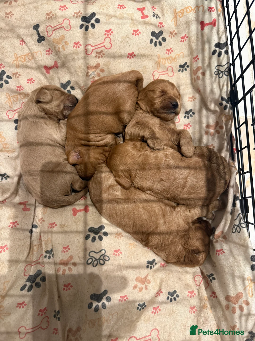 Cockapoo dogs for sale: READY TO GO! LAST BOY F1 Cockapoo puppies - Advert 8