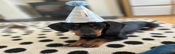 Miniature Dachshund dogs for sale: 3 Year Old Mini Dachshund Keith - Advert 4