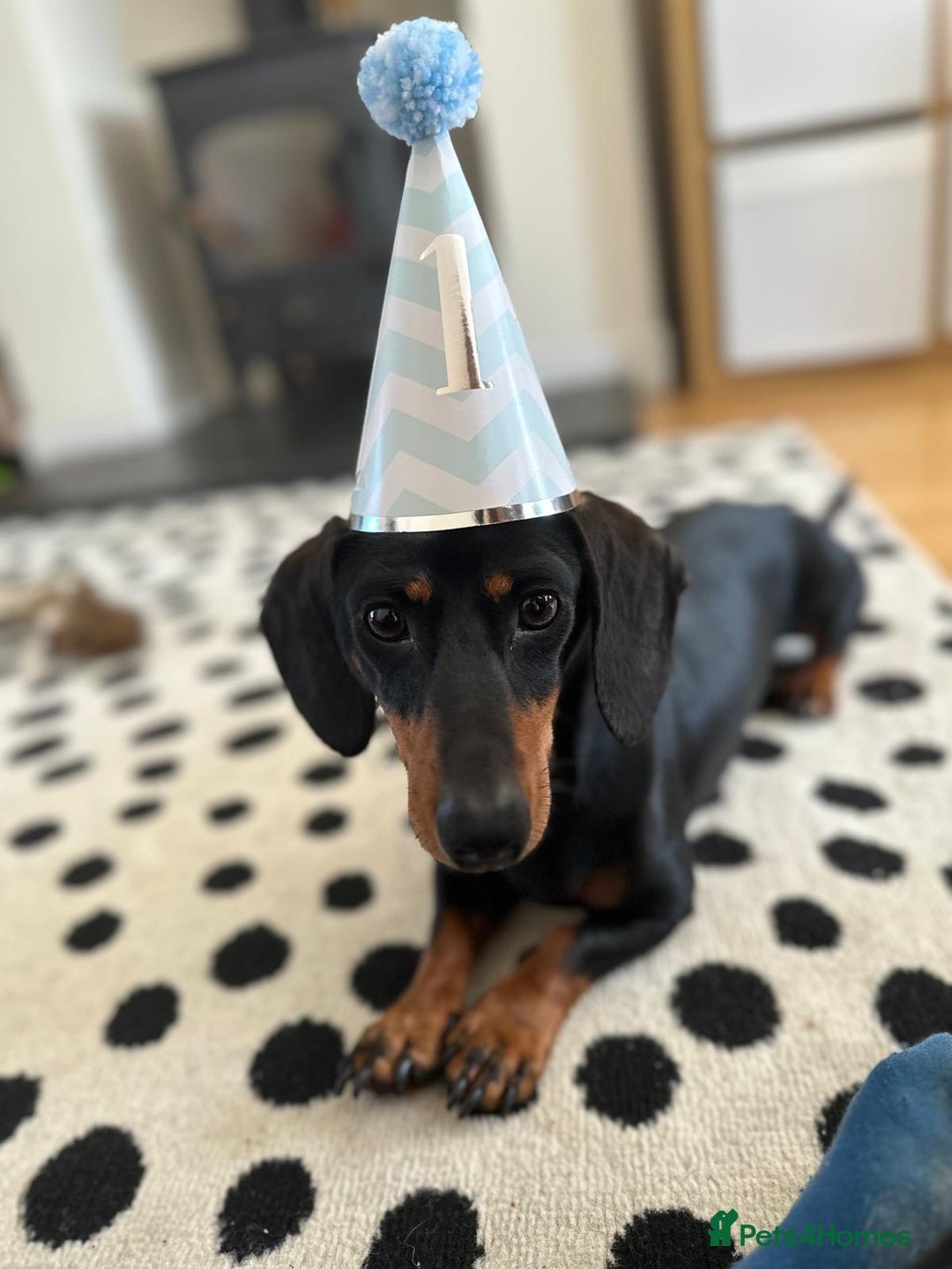 Miniature Dachshund dogs for sale: 3 Year Old Mini Dachshund Keith - Advert 4