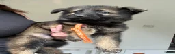 German Shepherd dogs for sale: 9 GSD pups for sale - Advert 3