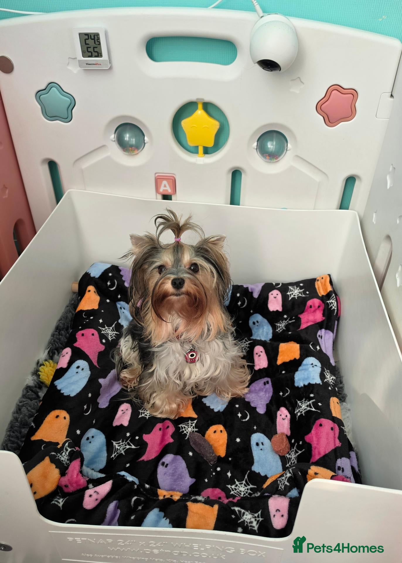 Yorkshire Terrier dogs Two upcoming litters biewer terrier and Merles - Advert 1