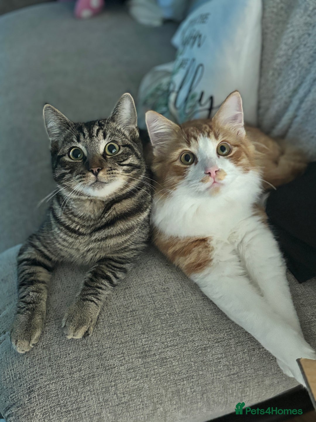 Mixed Breed cats for sale: Mitch & Bingo  - Advert 1