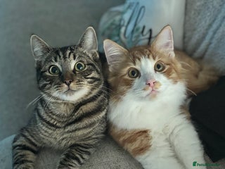 Mixed Breed cats Mitch & Bingo - Advert 7