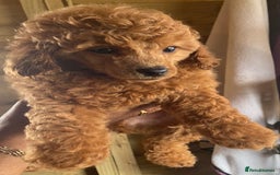 Toy Poodle dogs for sale: Kc toy poodle red boys - Image 13