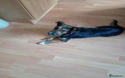 Mixed Breed dogs for adoption: Lovely Lizi - Image 1