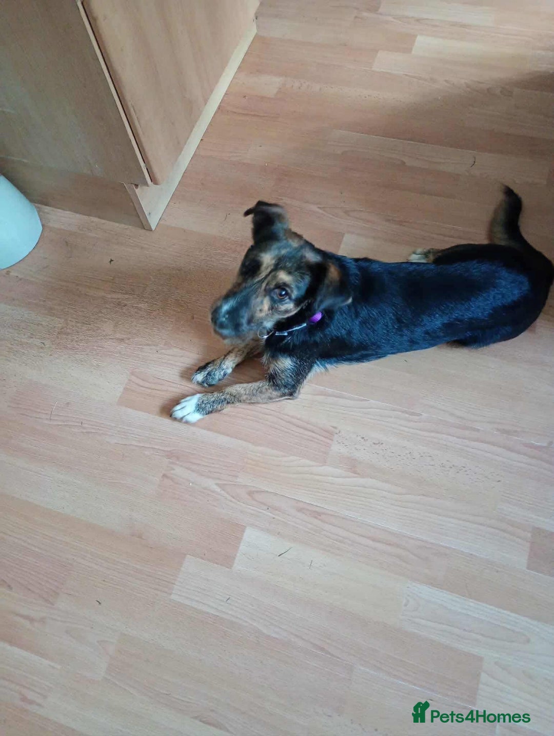 Mixed Breed dogs for adoption: Lovely Lizi - Image 1