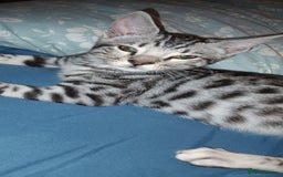Bengal cats for sale: Bengal cross male kitten - Image 6
