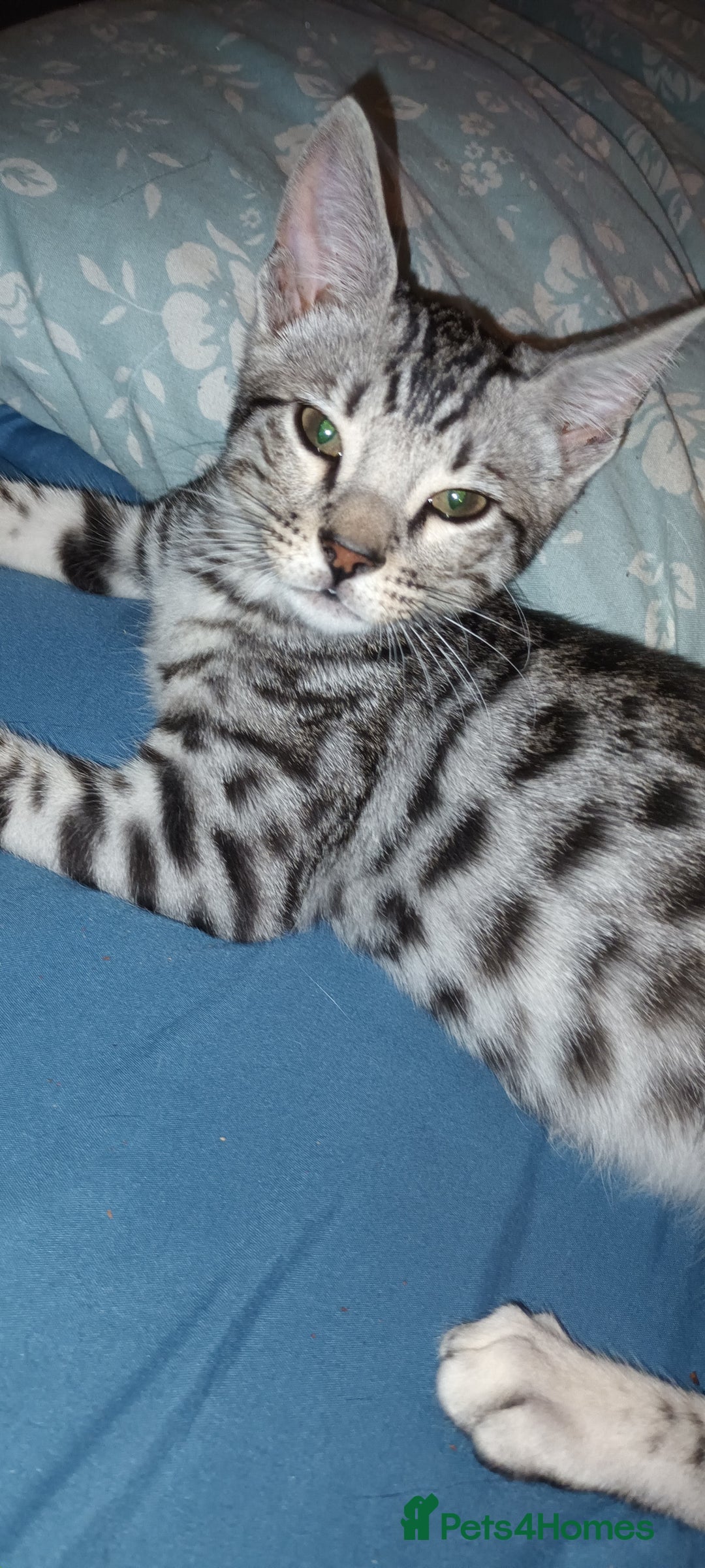 Bengal cats for sale: Bengal cross male kitten - Image 6