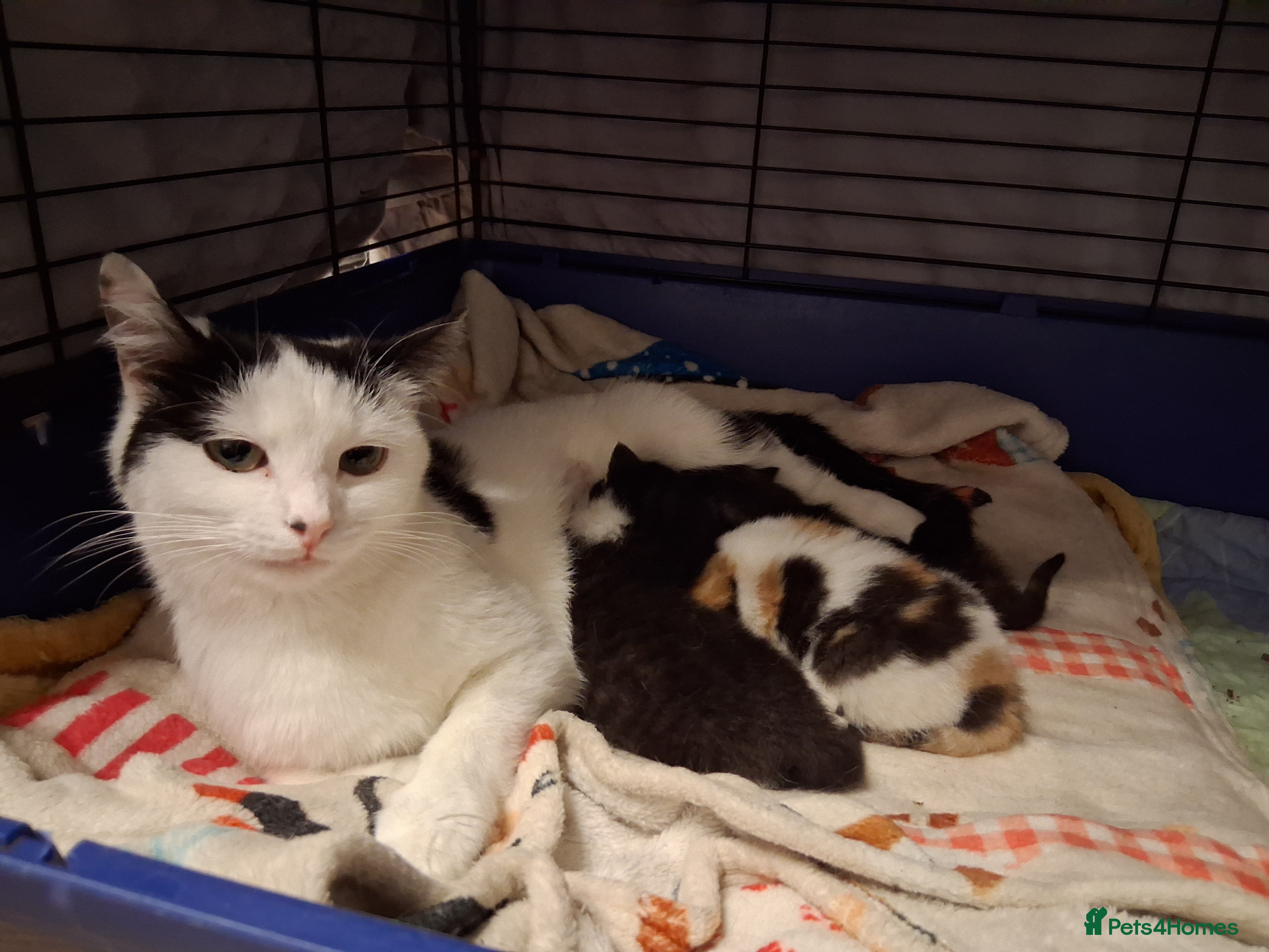 Domestic Shorthair cats for sale: 2 BEAUTIFUL KITTENS AND MUM AVAILABLE - Advert 3