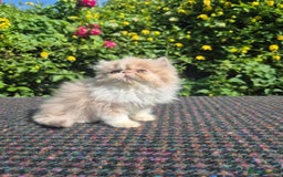 Persian cats for sale: 🏆champion sired persian and exotics kittens😸 ♥️  - Image 5