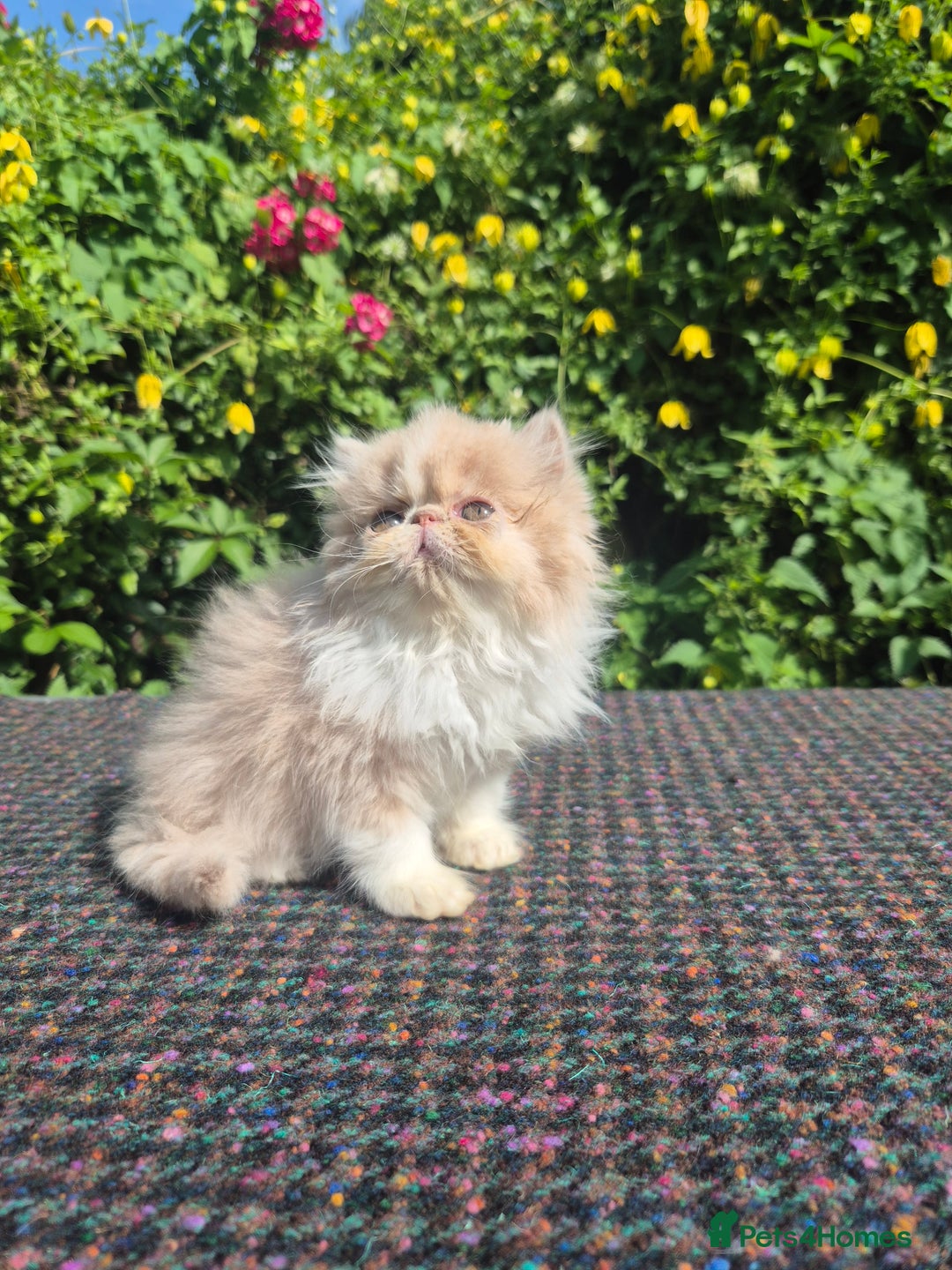 Persian cats for sale: 🏆champion sired persian and exotics kittens😸 ♥️  - Image 5
