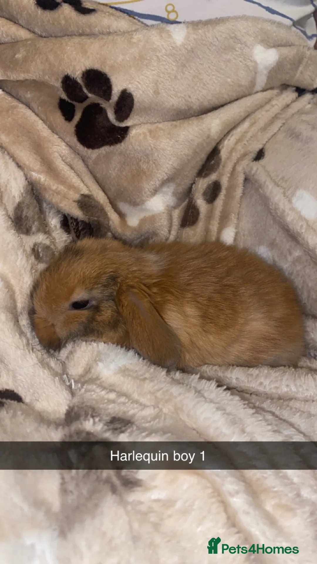 Mini Lop rabbits for sale: Mini Lop Babies Ready To Reserve  - Advert 2