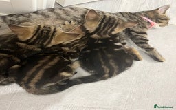 Mixed Breed cats for sale: Two beautiful brothers needing a forever home  - Image 1