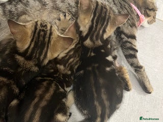 Mixed Breed cats - Advert 13