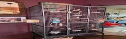 Lovebirds birds for sale: 5 lovebirds for sale large cage, unsure of sex - Advert 7