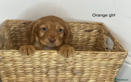 Cocker Spaniel dogs for sale: Hereditary clear working cocker spaniels - Image 10