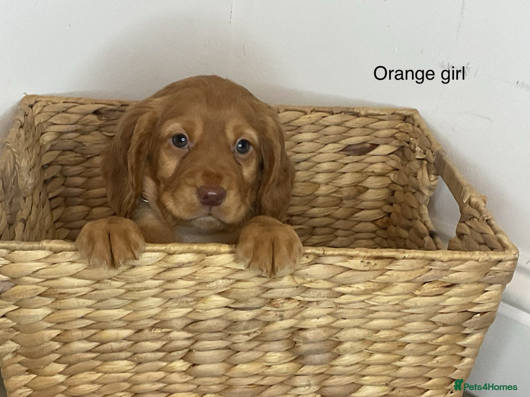Cocker Spaniel dogs for sale: Hereditary clear working cocker spaniels - Image 10