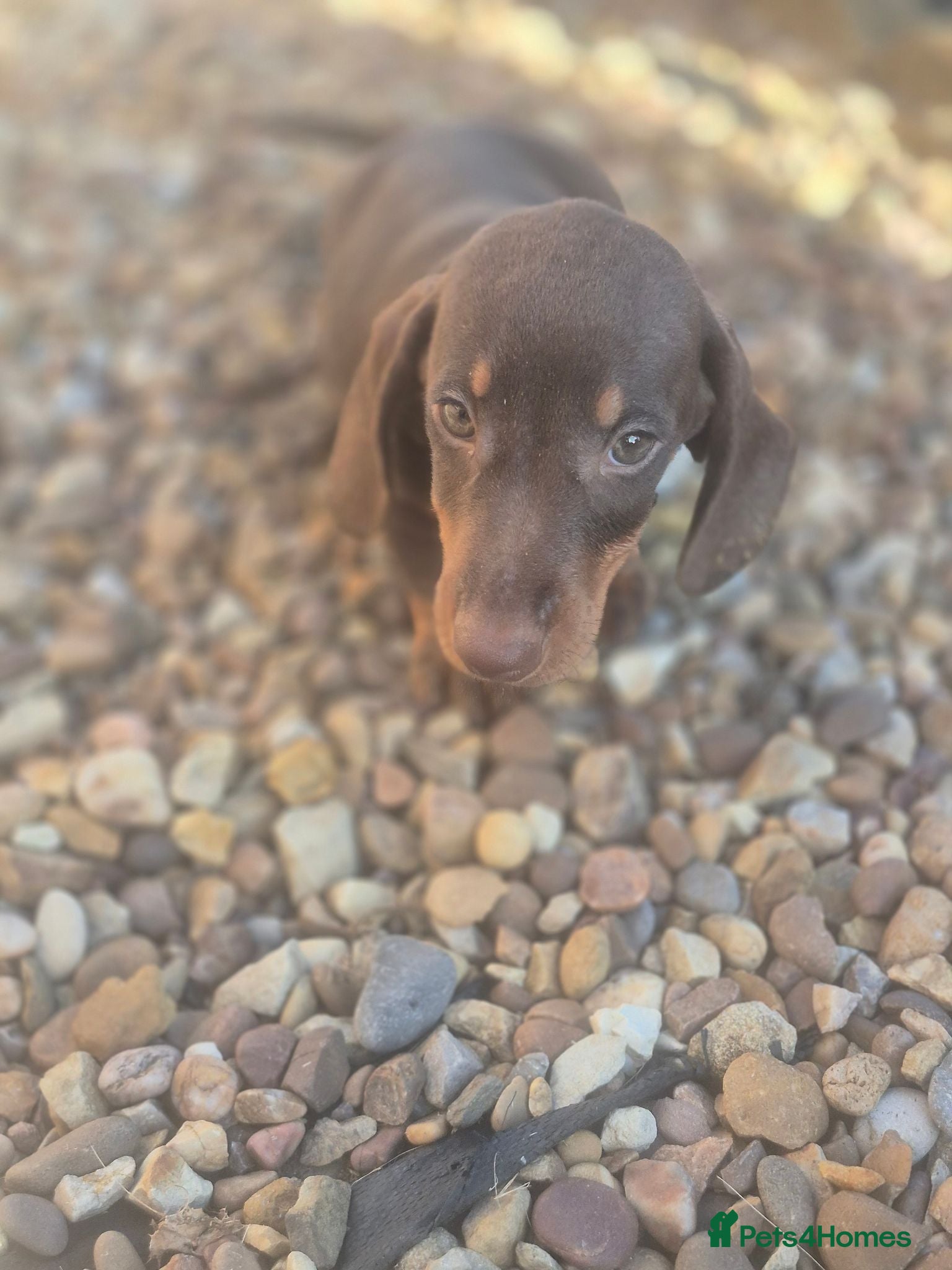 Dachshund dogs Chocolate & Tan Miniature Dachshund plus more - Advert 1
