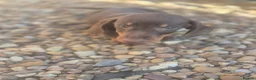 Dachshund dogs for sale: Chocolate & Tan Miniature Dachshund plus more - Advert 1