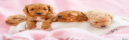 Toy Poodle dogs for sale: 🐶🐾Toy Poodle Puppies 🐾🐶 in Tunbridge Wells - Advert 10